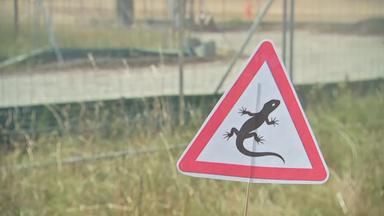 Ein Warnschild mit einer Eidechse, im Hintergrund die Zaun-Konstruktion