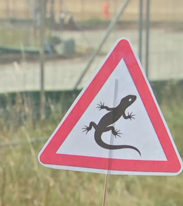 Ein Warnschild mit einer Eidechse, im Hintergrund die Zaun-Konstruktion