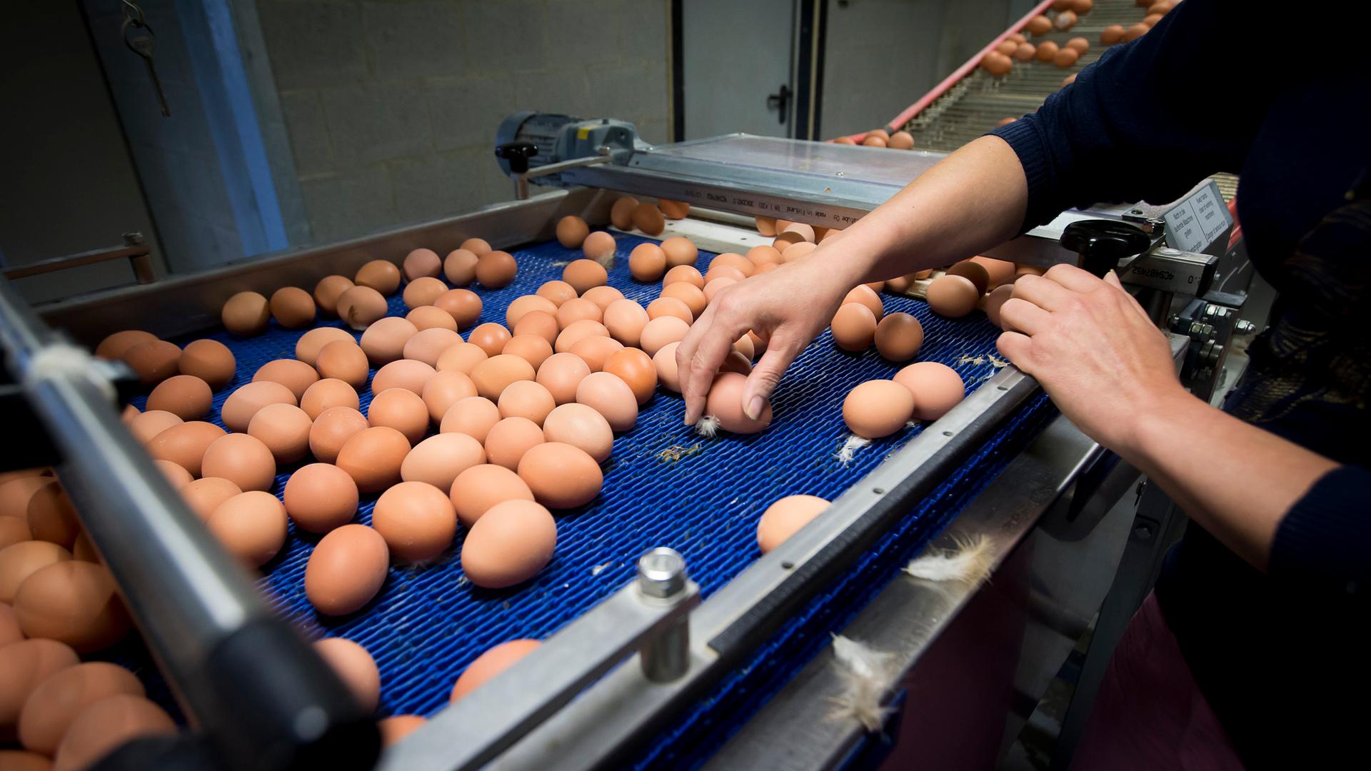 Eier auf einem Fließband in einer Hühnerfarm.