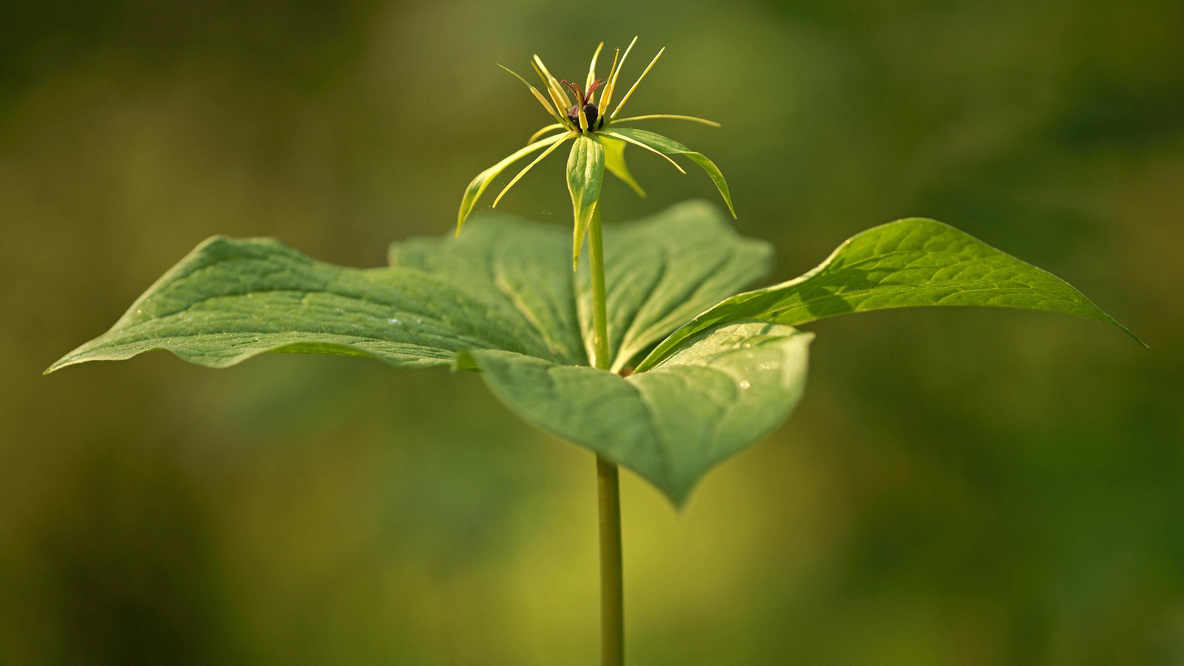 Die vierblättrige Einbeere