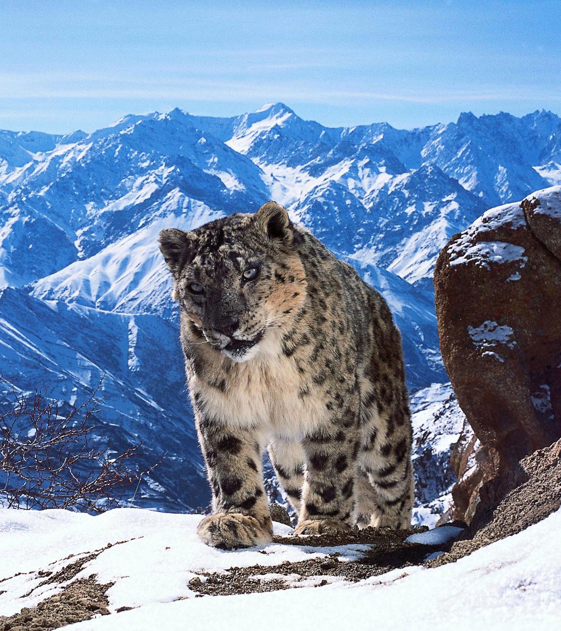 Schneeleopard