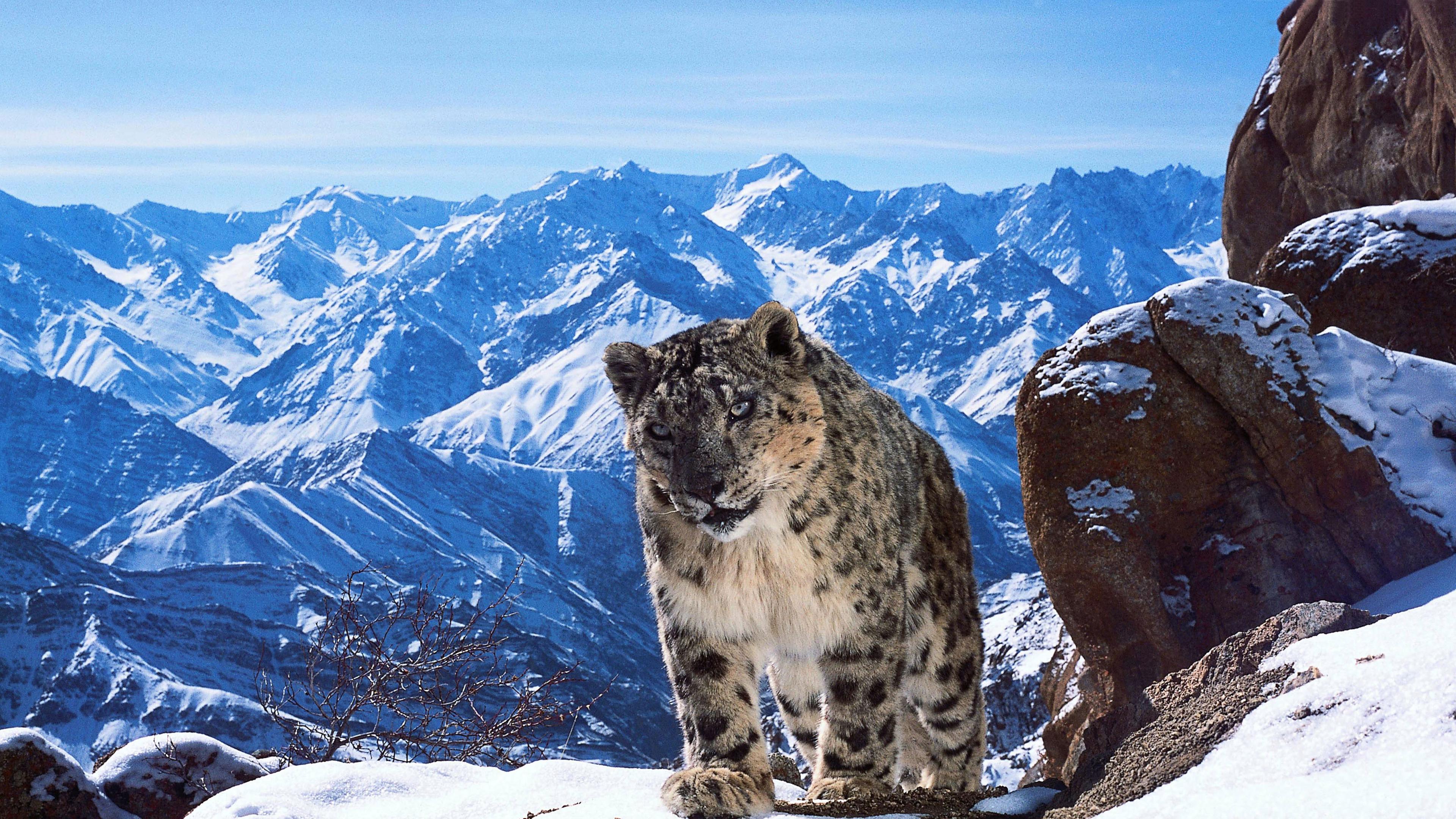 Schneeleopard