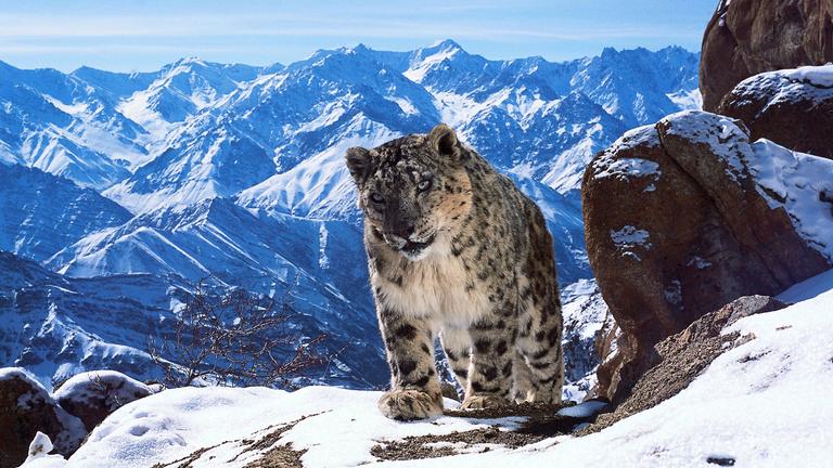 Schneeleopard
