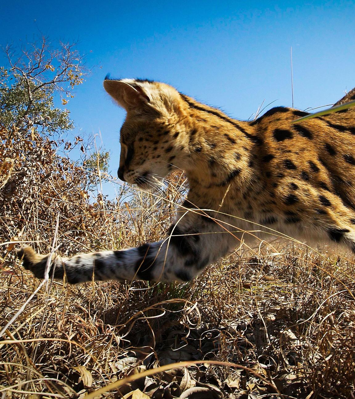 Serval