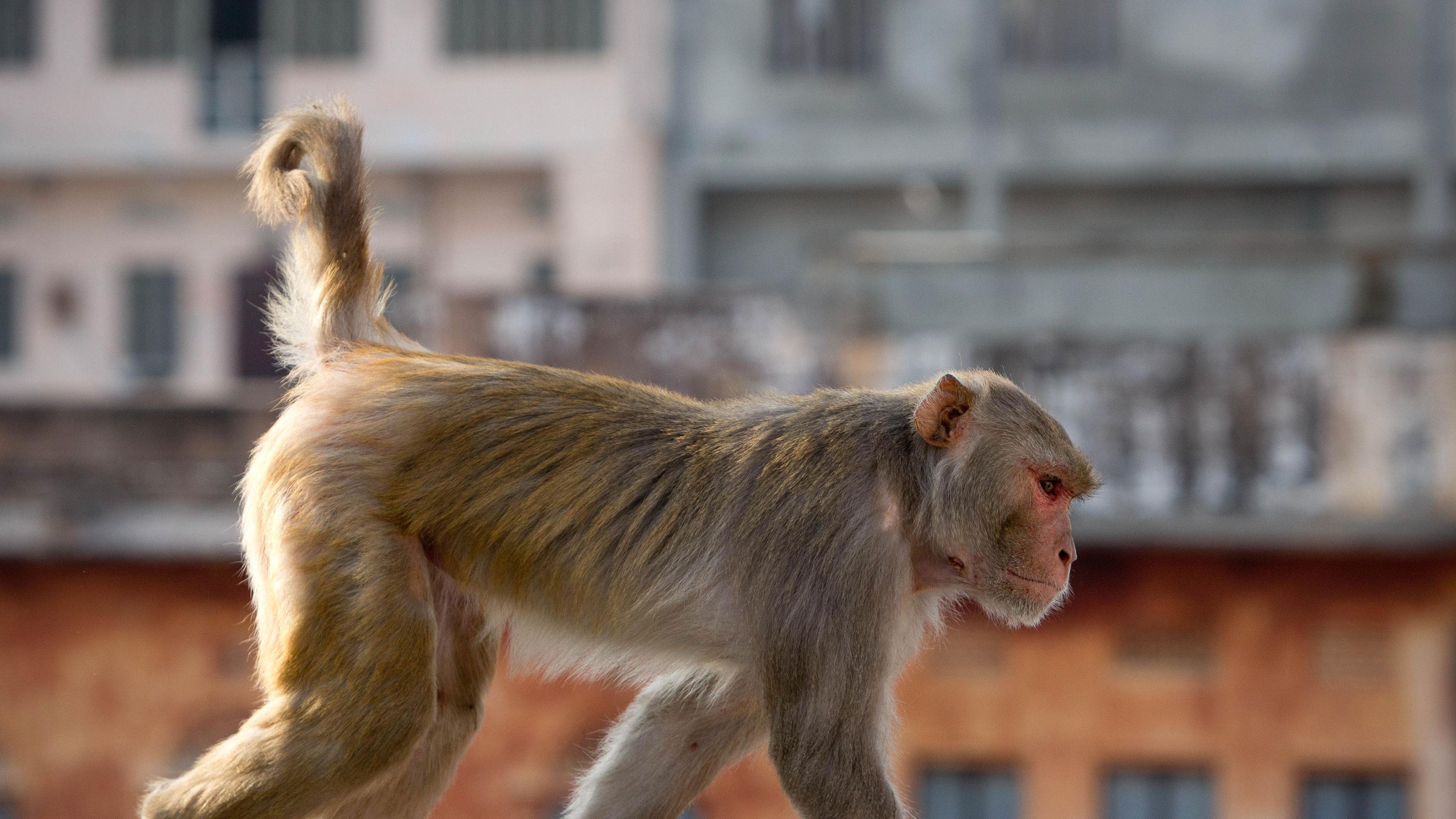 Rhesus-Makake in Jaipur