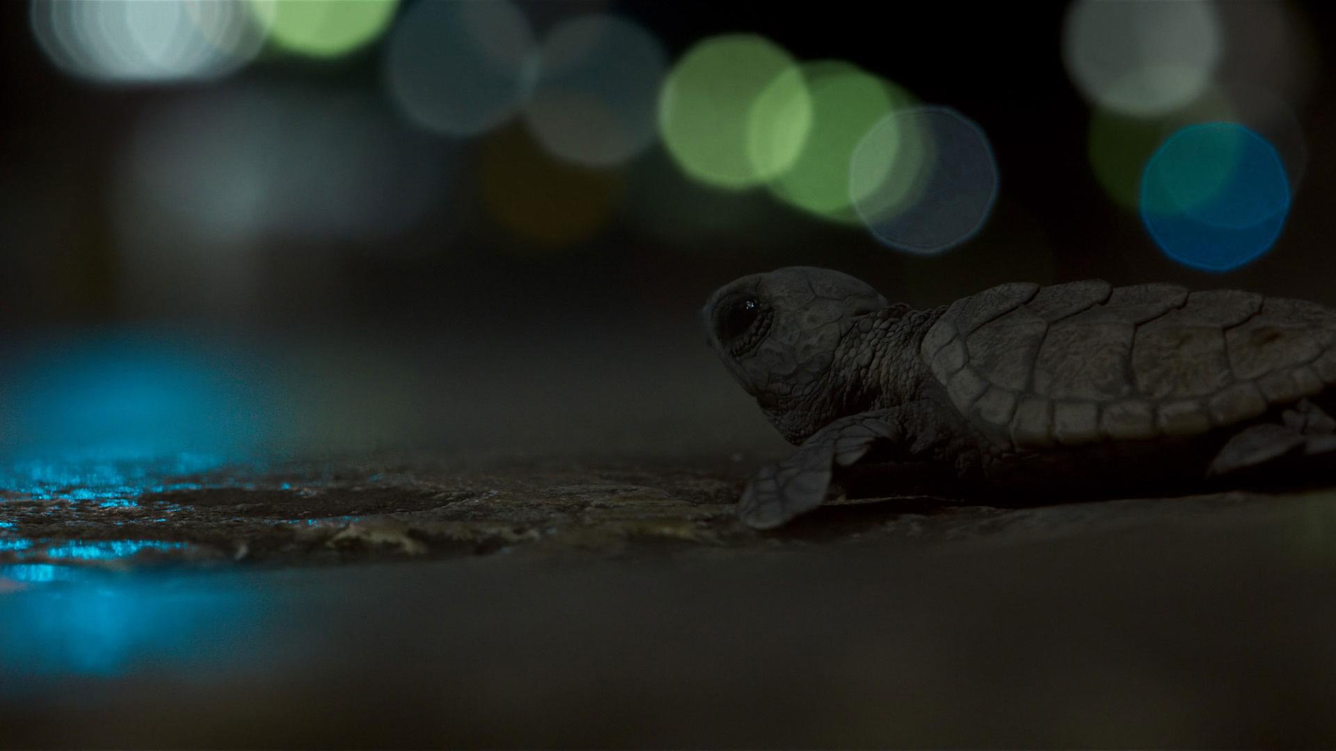 Unechte Karettschildkröte