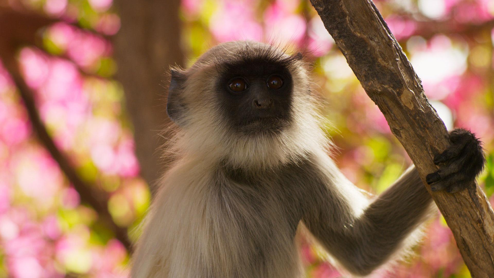 Hanuman-Langur