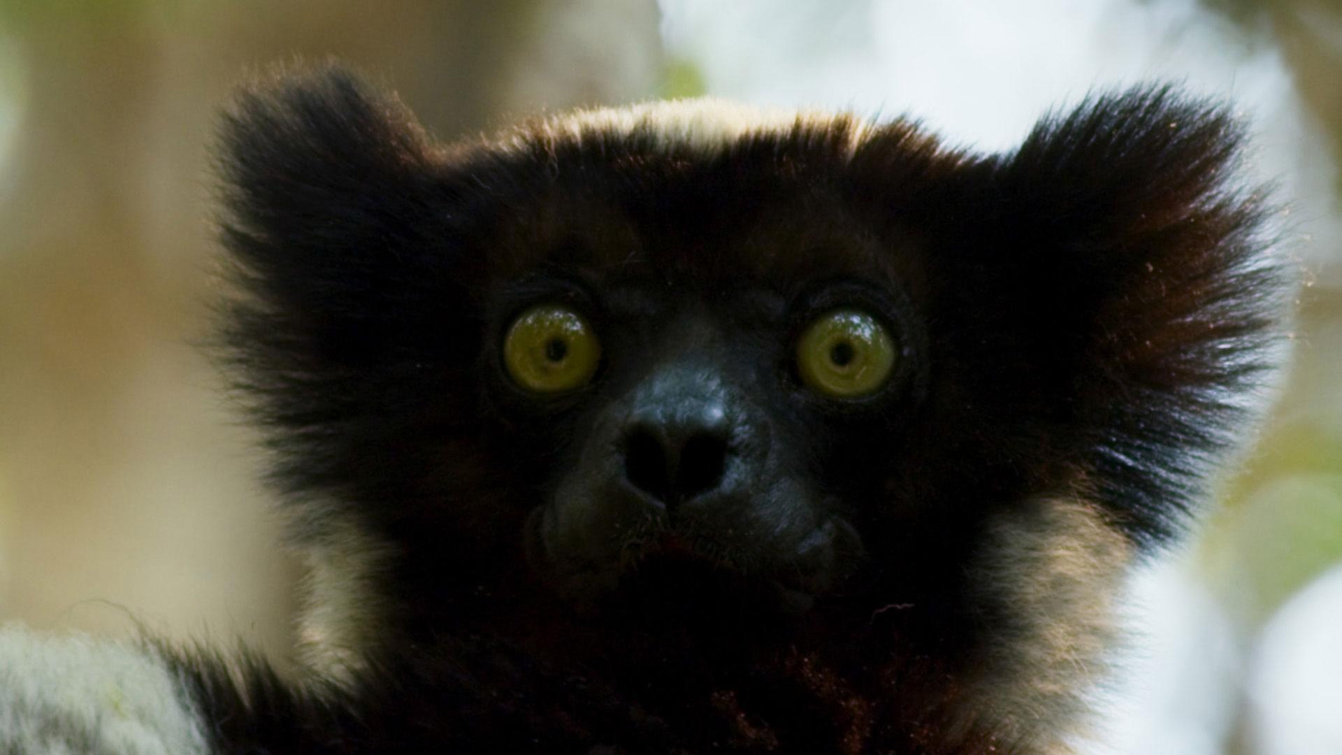 Indri