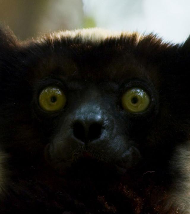 Indri