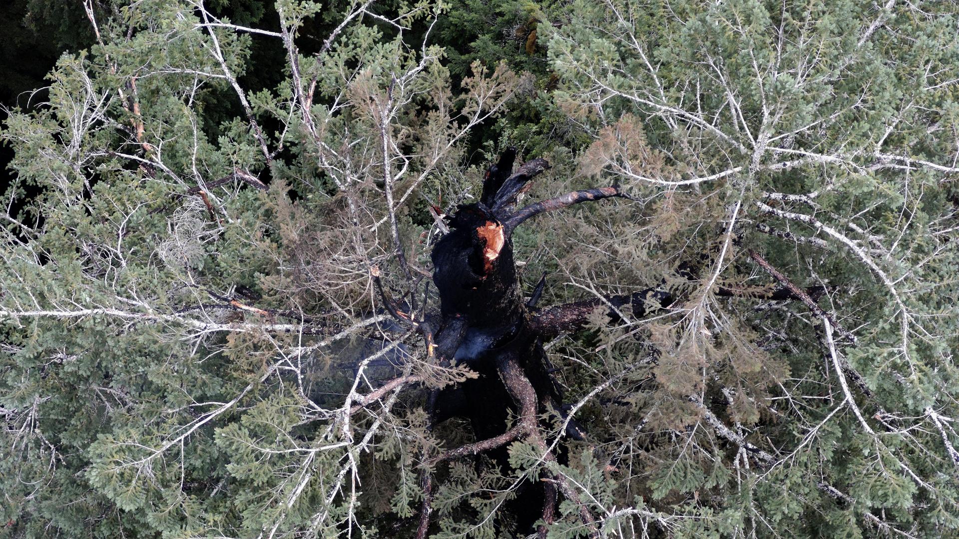 Einer der höchsten Bäume der Welt brennt