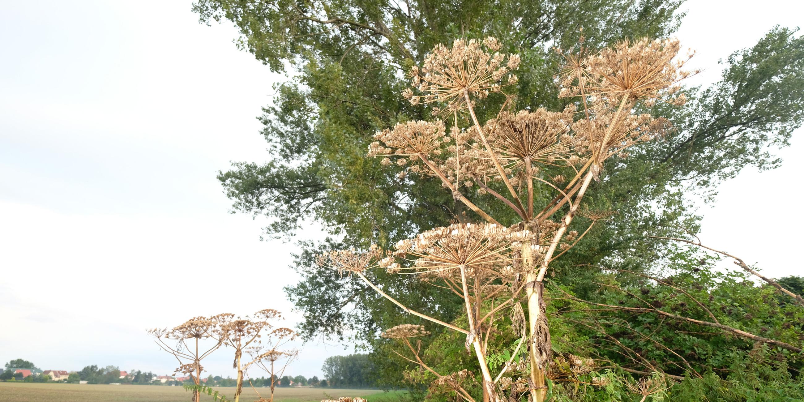 Riesenbärenklau