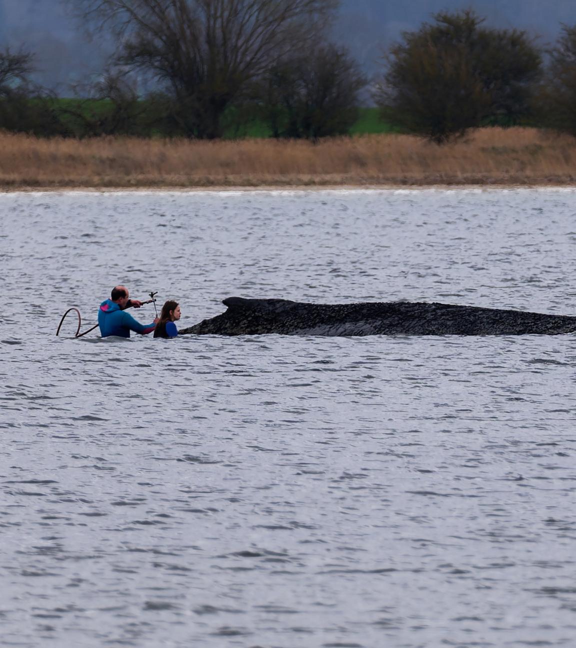 Einsatzkräfte der Feuerwehr benetzen am 03.04.2026 in Weitendorf-Hof den Rücken des Wals, der aus dem Wasser ragt.