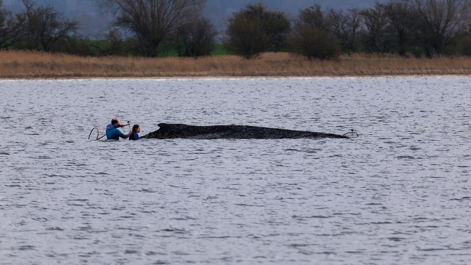 Einsatzkräfte der Feuerwehr benetzen am 03.04.2026 in Weitendorf-Hof den Rücken des Wals, der aus dem Wasser ragt.