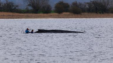 Gestrandeter Wal lebt noch und wird mit Wasser benetzt