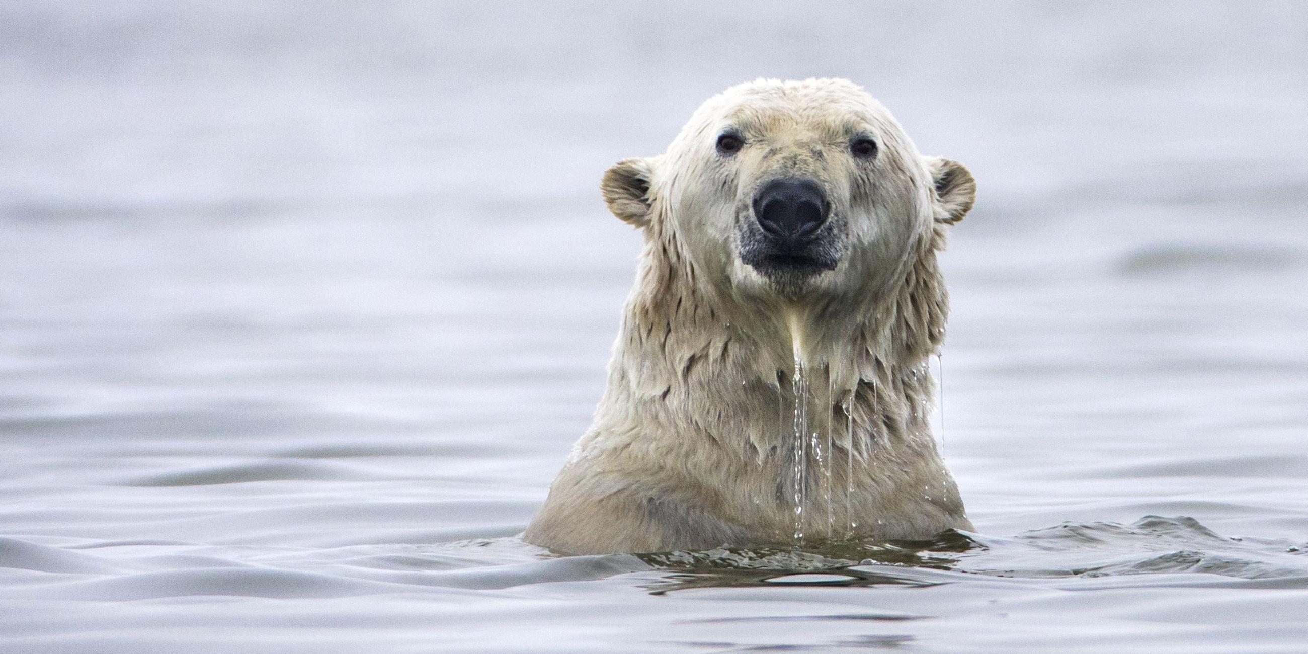 Eisbär