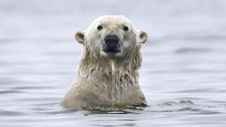 Eisbär