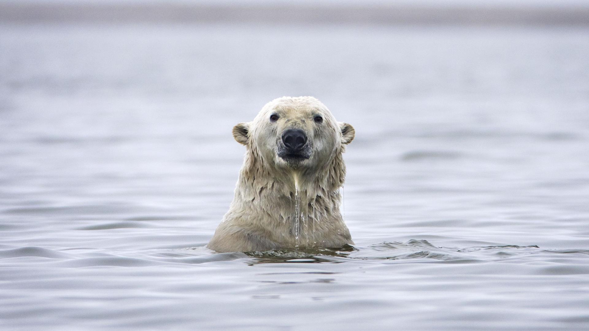 Eisbär im Wasser.