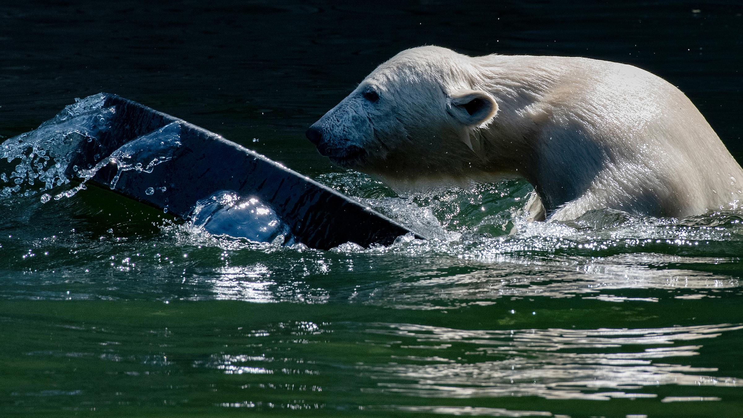 Die kleine Eisbärin Hertha spielt in ihrem Gehege im Tierpark.