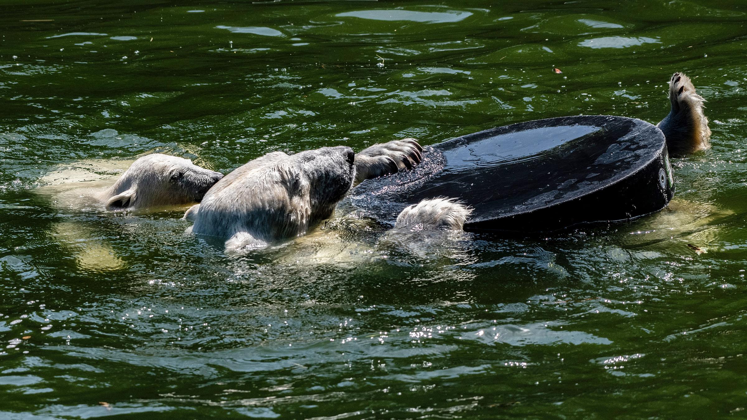 Die kleine Eisbärin Hertha spielt in ihrem Gehege im Tierparkmit Mutter Tonja.