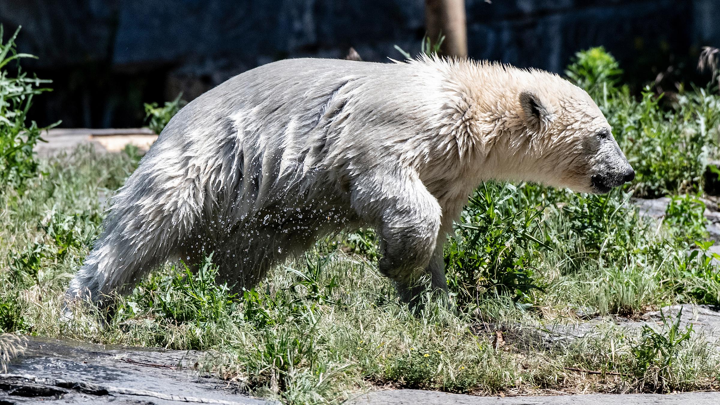 Die kleine Eisbärin Hertha stürmt nach einem Erfrischungsbad durch ihr Gehege.