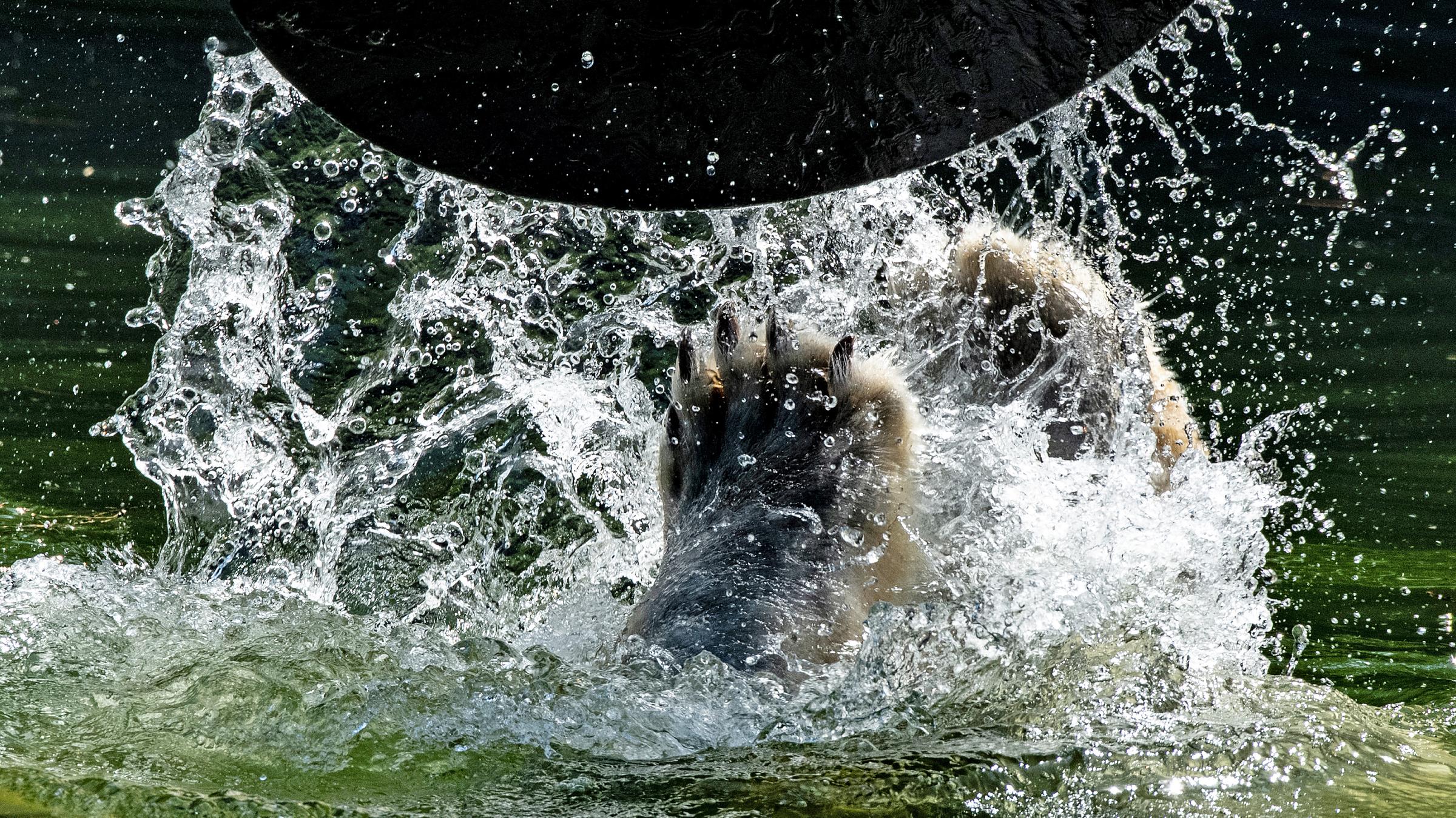 Nur die Pranke von Eisbärin Tonja ist im Wasserbecken des Tierparks zu sehen, während die Eisbärin mit einer großen Scheibe im Wasser spielt. 