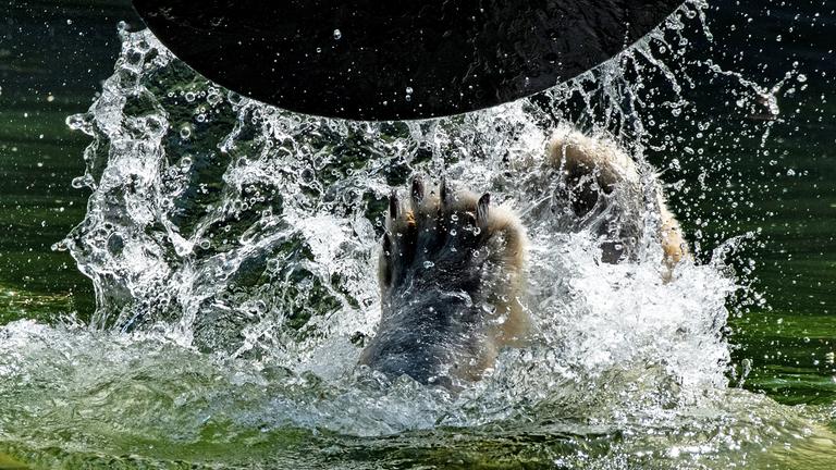 Nur die Pranke von Eisbärin Tonja ist im Wasserbecken des Tierparks zu sehen, während die Eisbärin mit einer großen Scheibe im Wasser spielt. 