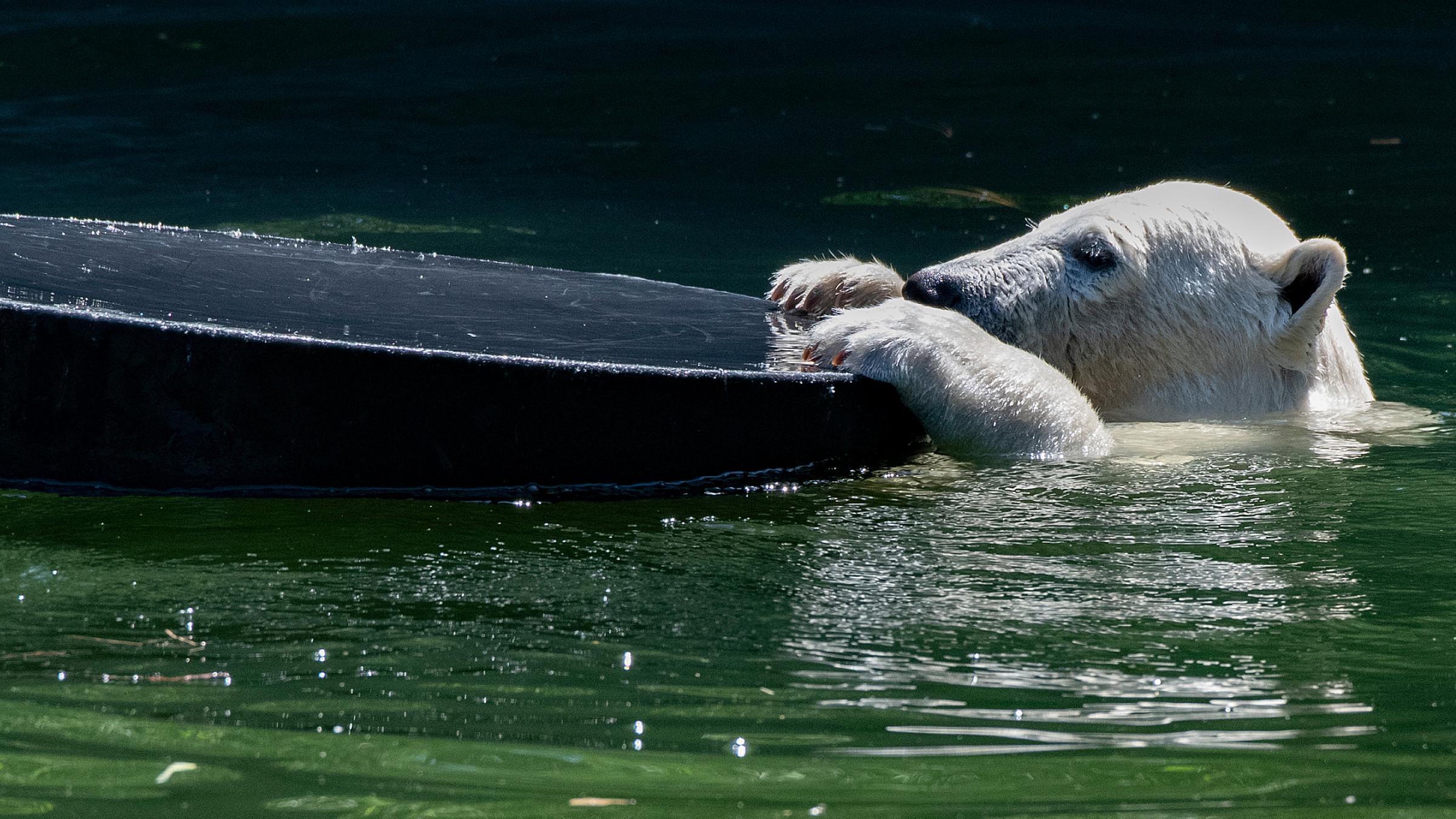 Berlins Eisbärchen Hertha kühlt sich nicht nur beim Baden ab. In seinem ersten Sommer bekommt das rund sechs Monate alte Jungtier im Tierpark Eisbomben serviert - gefüllt mit Karotten und Fisch.