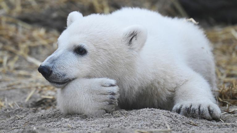 Eisbär-Jungtier im Karlsruher Zoo
