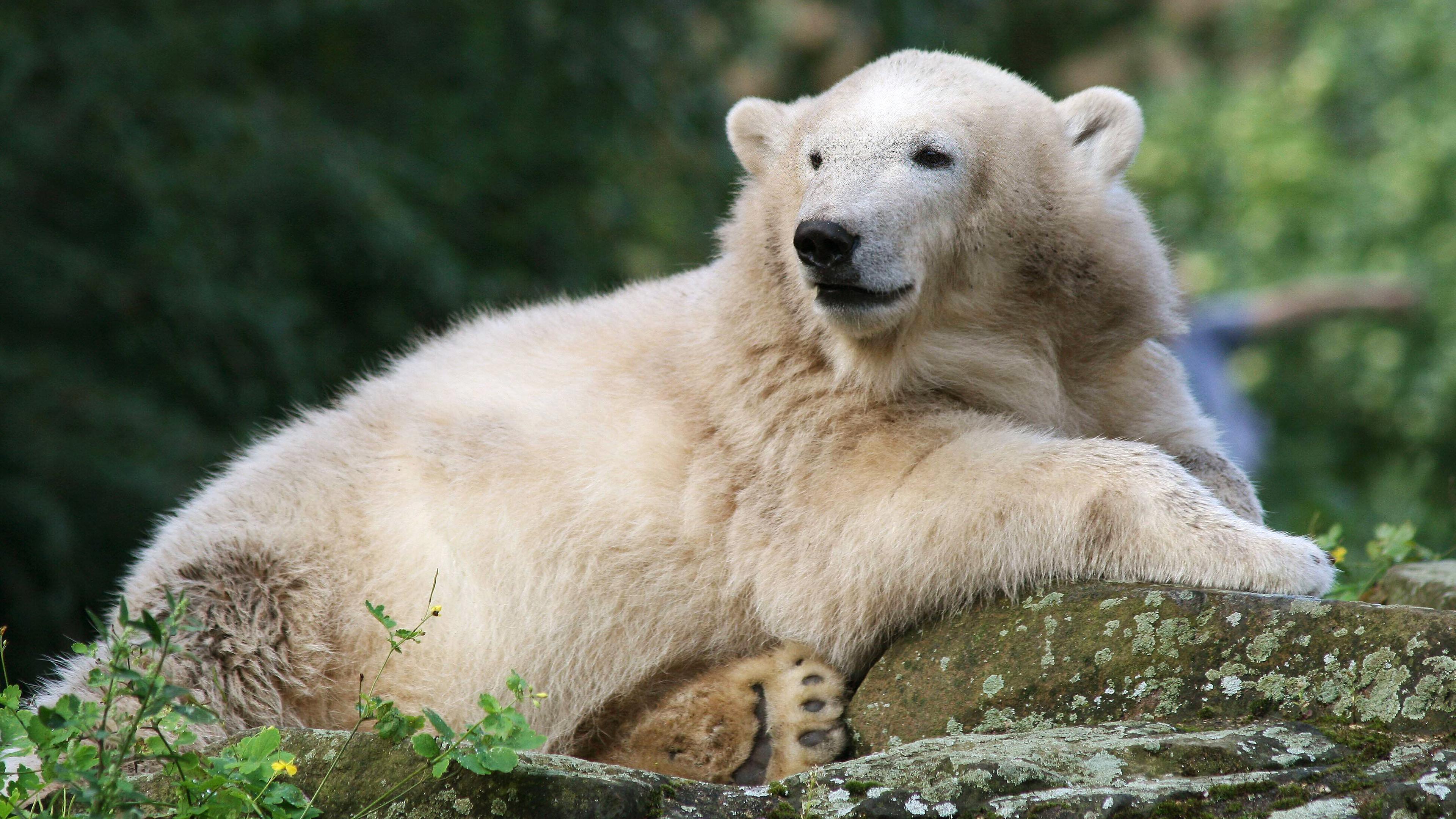 Eisbaer Knut im Berliner Zoo, aufgenommen am 24.8.2007