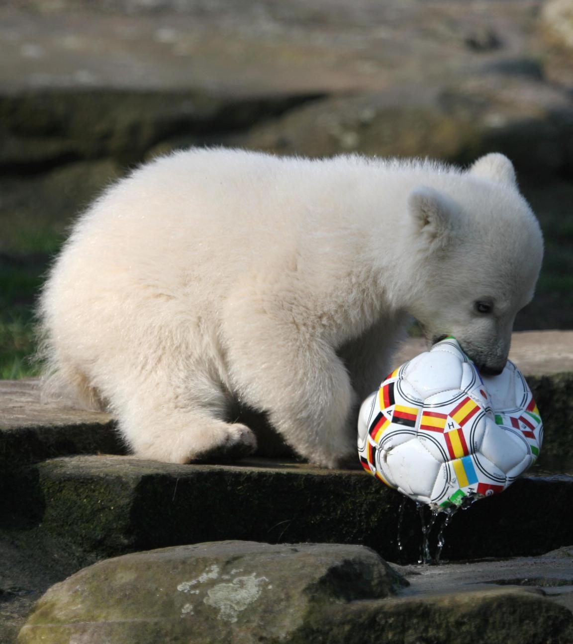 Eisbär Knut spielt 2007 mit einem Fußball im Berliner Zoo