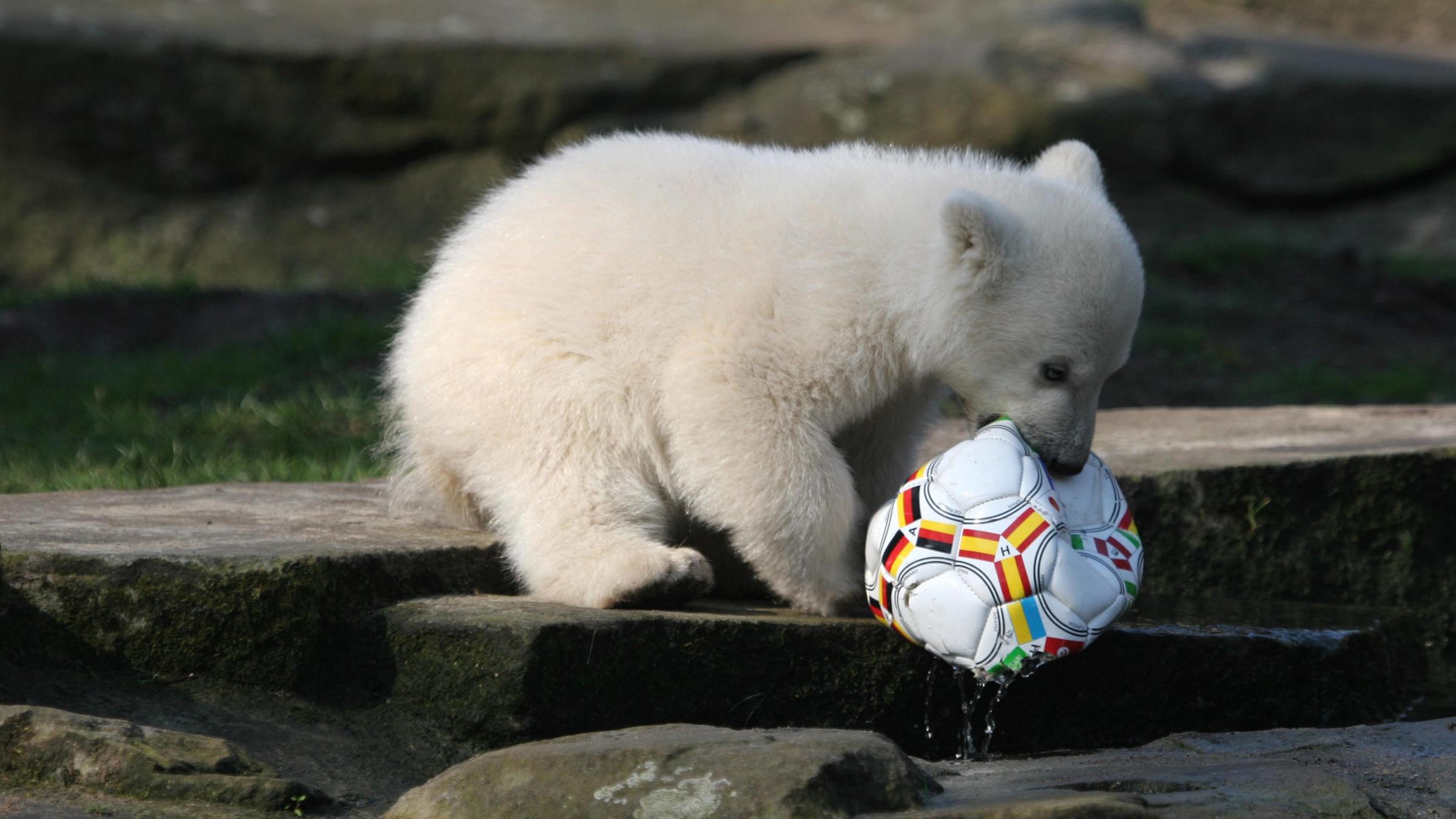 Eisbär Knut spielt 2007 mit einem Fußball im Berliner Zoo