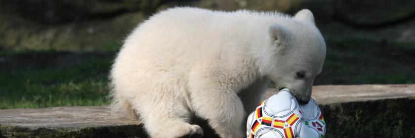 Eisbär Knut spielt 2007 mit einem Fußball im Berliner Zoo