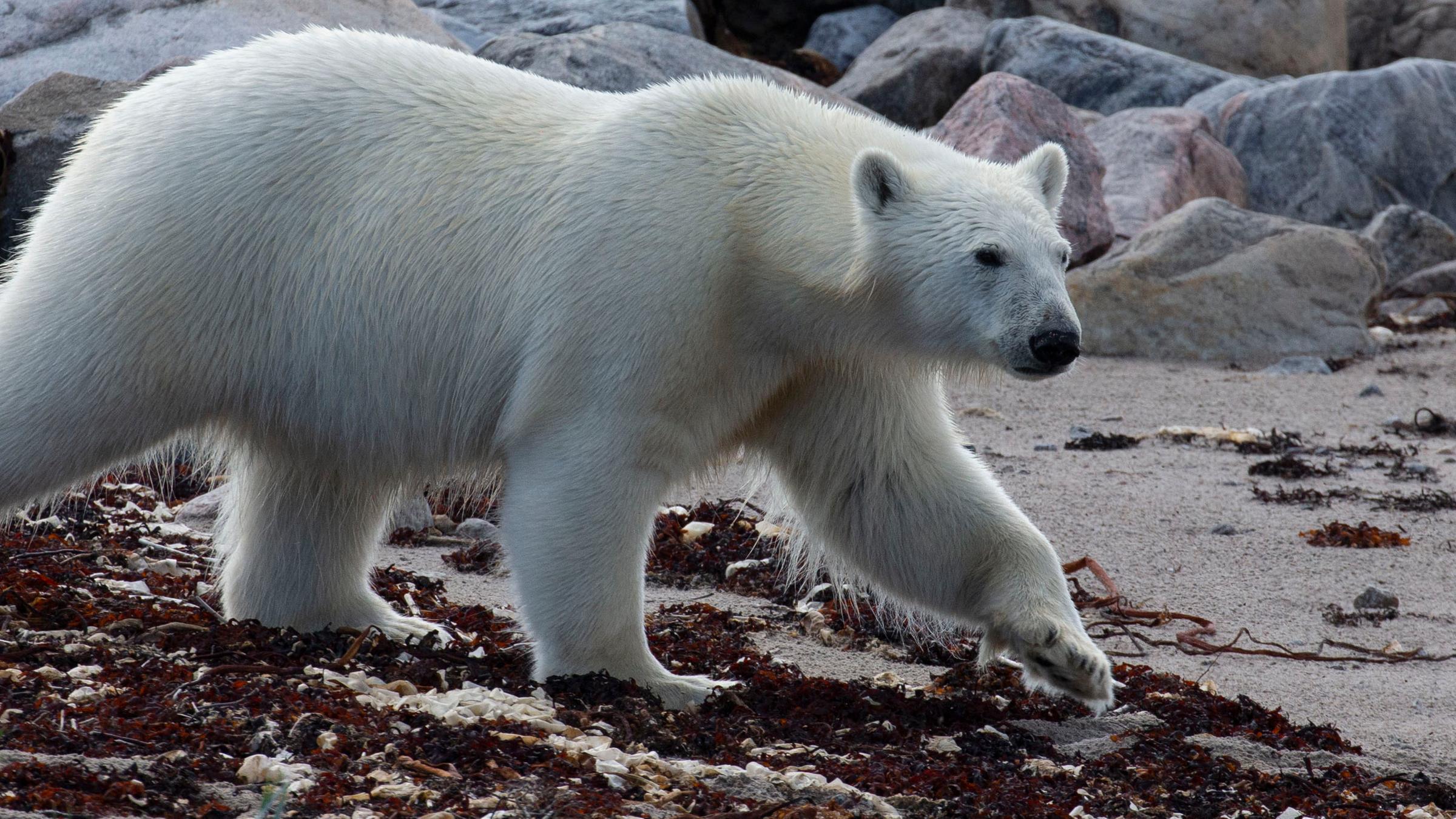 Eisbär in der Hudson Bay, Kanada, auf dem Weg zur Jagd
