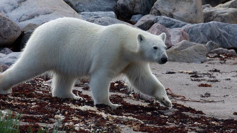 Eisbär in der Hudson Bay, Kanada, auf dem Weg zur Jagd