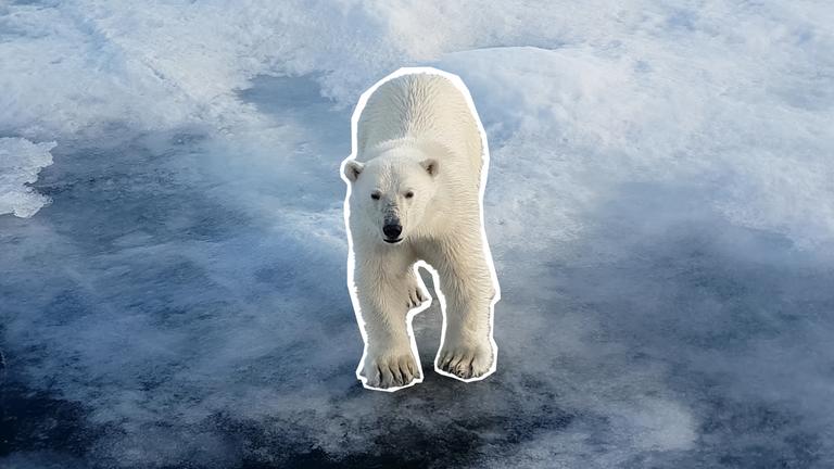 Ein Eisbär steht auf einer halbdurchsichtigen Eisscholle. Das Eis unter seinen Füßen geht von einem dunklen Blau in das Weiß-Grau der Scholle über.