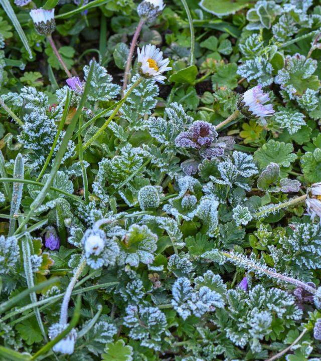 Frost auf der Blumenwiese