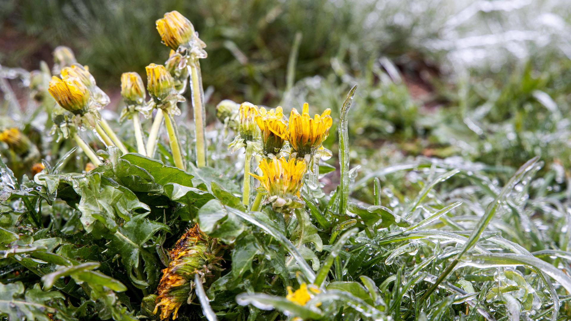 Eisregen im Taunus, aufgenommen am 11.05.2020