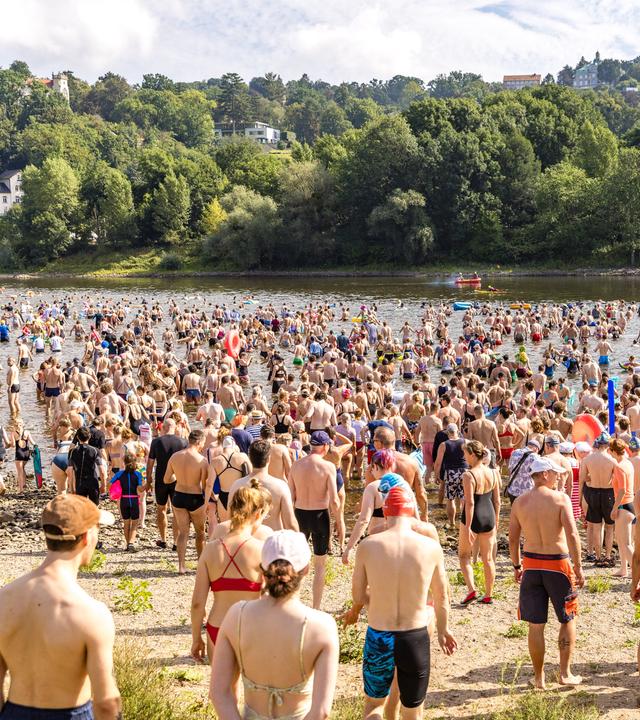 Zahlreiche Schwimmer auf dem Weg in die Elbe