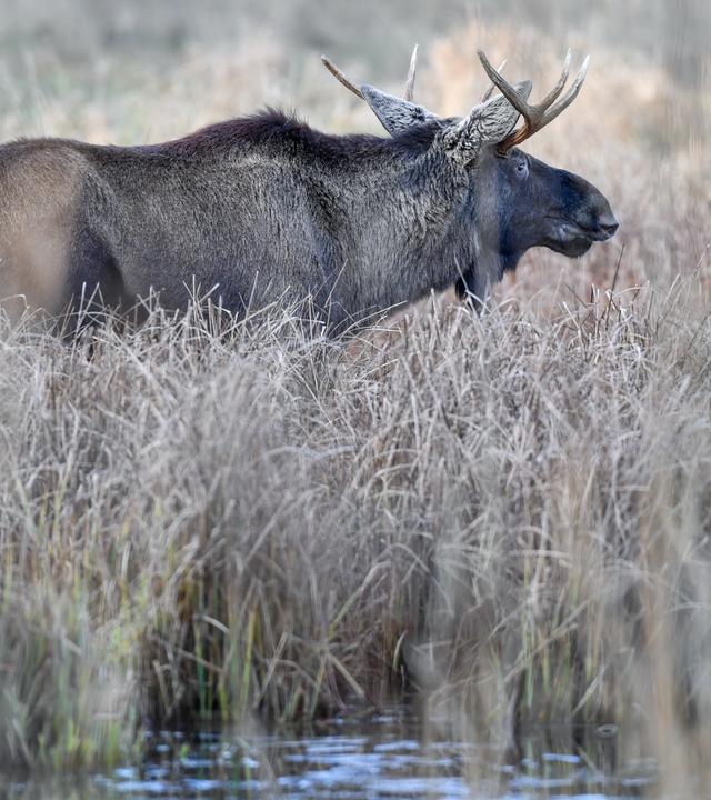 Brandenburg, Groß Schönebeck: Ein Elch steht im hohen Schilf in seinem Gehege im Wildpark Schorfheide in Brandenburg. Archivbild