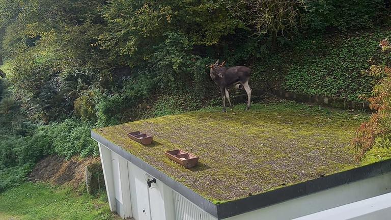 Das von Anwohnerin Rosi Friske zur Verfügung gestellte Foto zeigt einen Elch unbekannter Herkunft auf einem Garagendach, der in den vergangenen Tagen im Schwarzwald gesichtet worden ist.