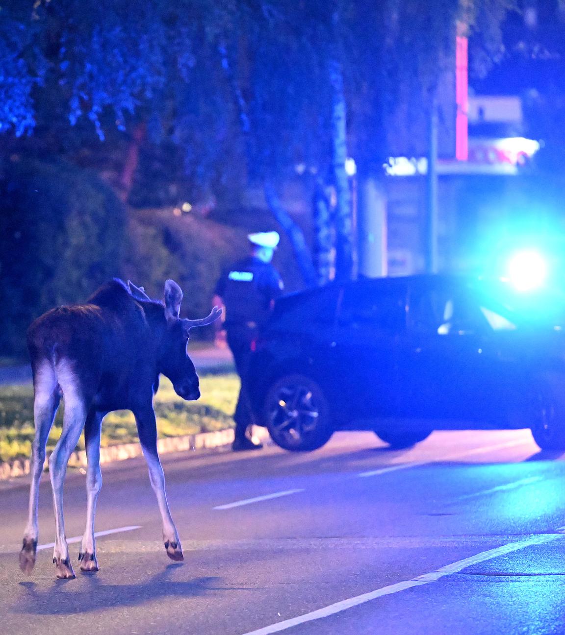06.09.2025, Österreich, St. Pölten: Elch "Emil" steht vor einem Polizeiwagen auf einer Straße.