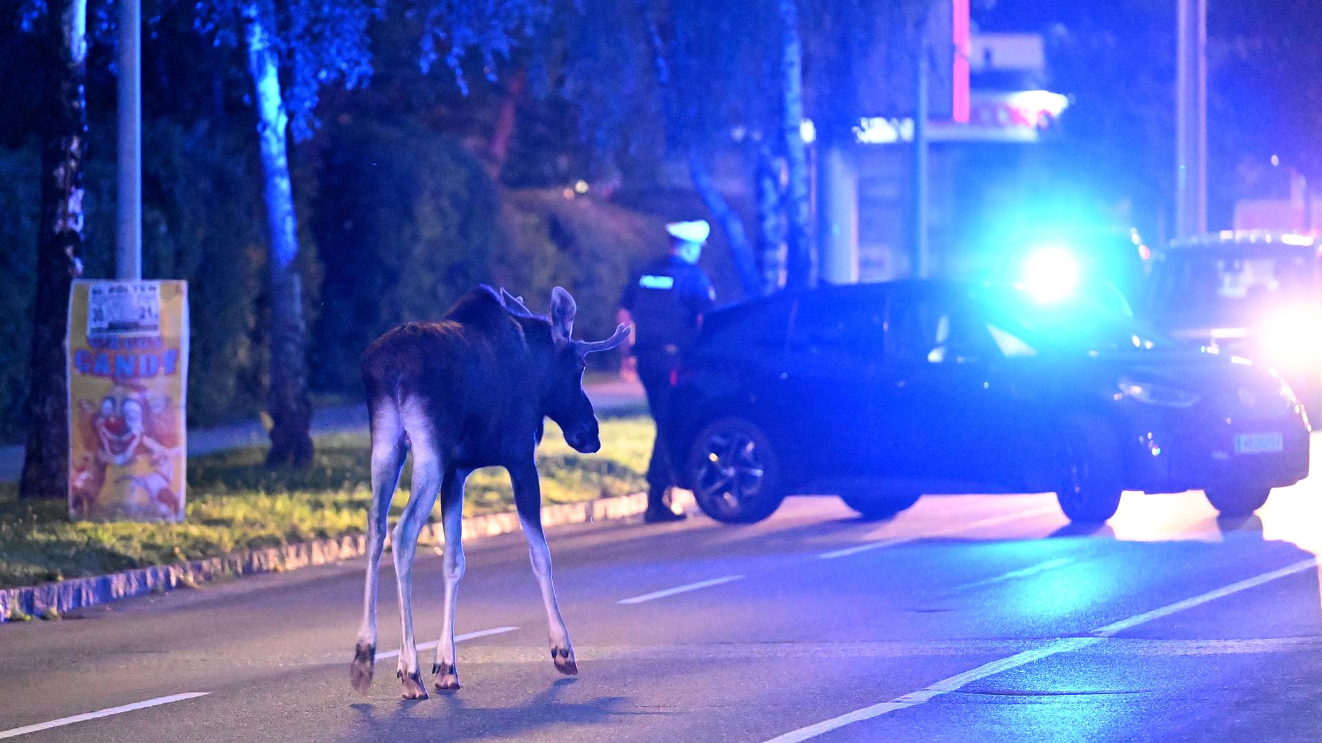 06.09.2025, Österreich, St. Pölten: Elch "Emil" steht vor einem Polizeiwagen auf einer Straße.