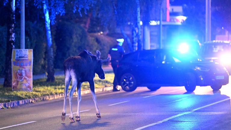 06.09.2025, Österreich, St. Pölten: Elch "Emil" steht vor einem Polizeiwagen auf einer Straße.