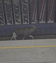 Ein Elch läuft auf den Gleisen im Warschauer Hauptbahnhof