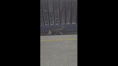 Elch "Emil" legt Warschauer Hauptbahnhof lahm