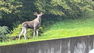 Wandernder Elch im Schwarzwald eingefangen