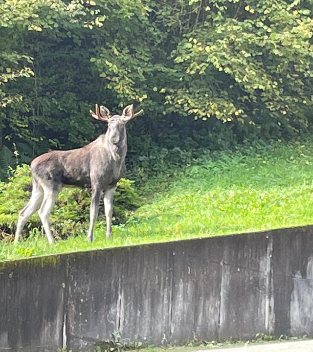 Elch im Kinzigtal
