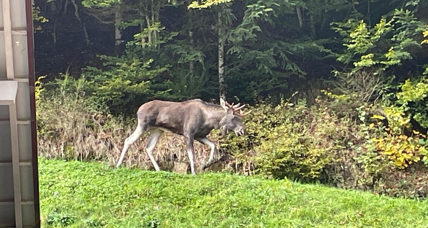 Elch im Schwarzwald