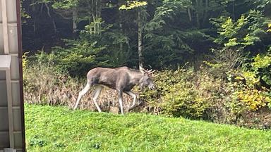 Elch im Schwarzwald