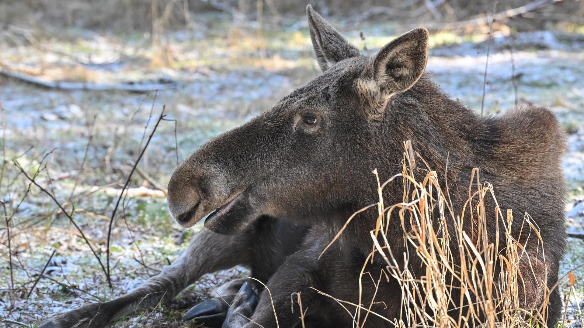 Die Elchkuh Lillesol